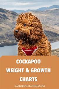 Cockapoo Weight Growth Chart The Complete Guide