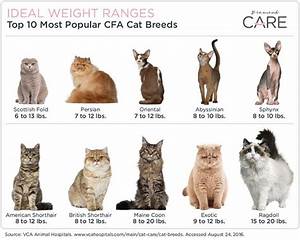 Healthy Weight For Cats Chart Healthy Cat