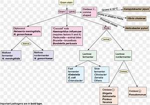 Microbiology Gram Stain Flow Chart Luxury Figure Flow Chart For The