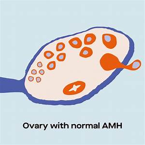 Normal Fertility Amh Levels By Age Chart