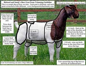Boer Goat Growth Rate Chart