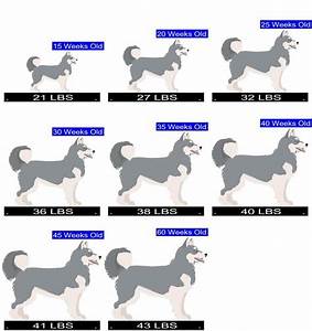 Siberian Husky Color Chart