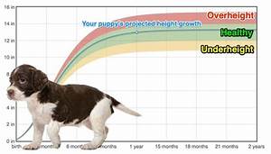 English Springer Spaniel Height Growth Chart How Will My English