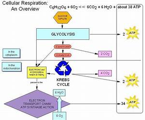 56 fresh aerobic cellular respiration flow chart cellular respiration