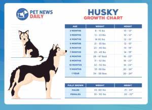 Husky Growth Chart How Big Will Your Husky Get Pet News Daily