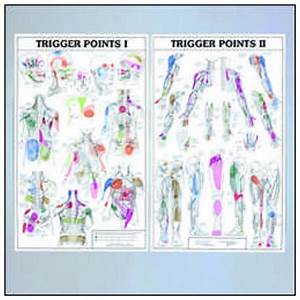 Trigger Points I And Ii Anatomical Chart
