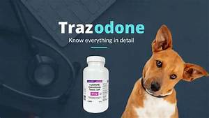 Trazodone Hydrochloride For Dogs And Cats The Veterinary Medicine
