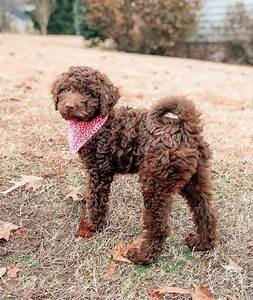 All Goldendoodle Colors And Patterns Explained With Pictures