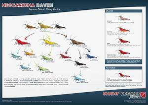 Neocardina Davidi Chart Shrimp Freshwater Aquarium Shrimp Shrimp Tank