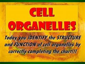 Cell Organelles Structure Function Chart A Visual Reference Of Charts
