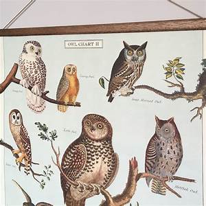Owl Chart Etsy
