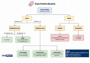 Gram Positive Organisms Chart