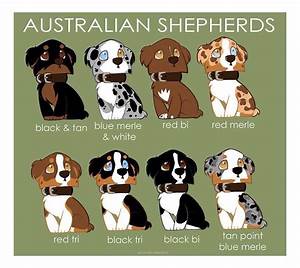 Aussie Colors Perros Pastor Australiano Perros Y Cachorros Lindos