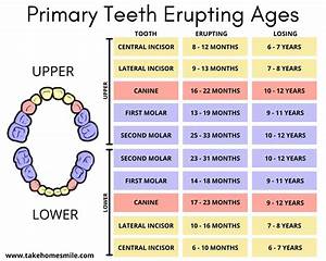 Primary And Permanent Teeth Eruption Chart Infographic Teeth Eruption