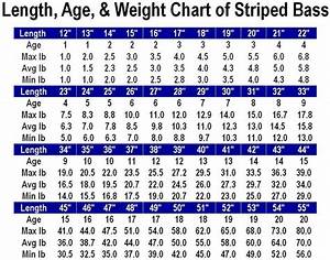 Length Age Weight Chart For Striped Bass Jpg Weight Charts Weight