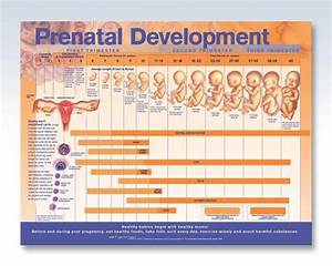 Prenatal Development Chart 26x20 Prenatal Development Fetal