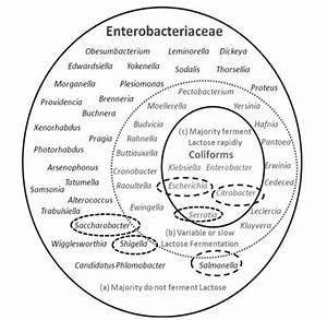 Enterobacteriaceae Bioscience Diagnostics Pte Ltd