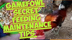 Gamefowl Secret Feeding Maitenance Tips Youtube