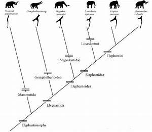 elephant phylogeny based on hyoid jpg 500 434 from shoshani and tassy