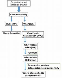 Flow Chart Of Whey Protein Towards Biosynthesis Of Oligosaccharide