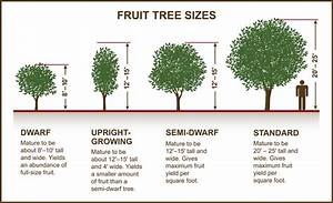 Tips For Selecting Fruit Nut Trees Planting Care Tomorrow 39 S