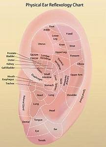 Ear Reflexology Charts Reflexology Ear Chart Tips