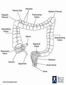 Human Large Intestine Diagram
