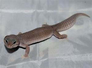 morph guide for leopard geckos reptiles amino