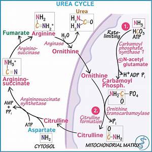 Draw This Diagram With Us As We Explain The Urea Cycle Basic Anatomy
