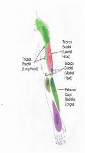 Neck Shoulder Arm And Hand Trigger Point Chart 6 Copyright