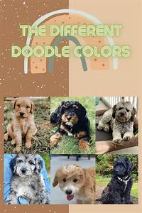 Just How Many Goldendoodle Colors Are There Really Video