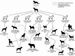 Dog Evolution Chart Urban Dog