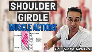 Shoulder Girdle Anatomy Muscle Actions Youtube