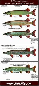 Northern Pike Weight Chart
