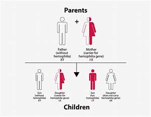 Hemophilia Inheritance Pattern Chart Save The Children 550x565 Png