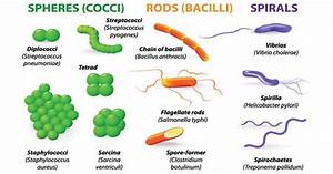 Classification Of Bacteria In Different 9 Ways