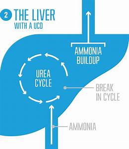 What Is A Urea Cycle Disorder