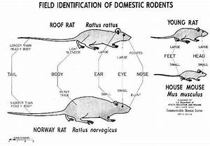 Domestic Rodents Identification Chart Mouse Bait Mouse Traps Rodent