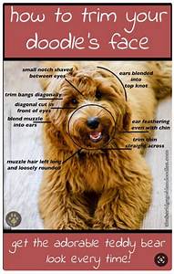 Grooming Goldendoodle Haircuts Styles Pictures Goldendoodle