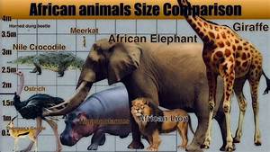 African Animals Size Comparison Youtube