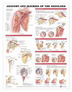 Anatomy And Injuries Of The Shoulder Anatomical Chart The O 39 Jays