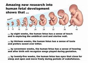 Amazing New Research Into Human Fetal Development