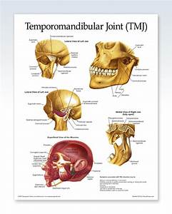 Temporomandibular Joint Chart 8 5x11 Clinicalposters