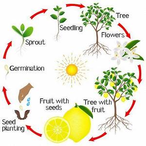 Lemon Tree Growth Chart