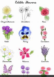 Pin By Cathy On Edible Flowers Flower Chart Edible Flowers
