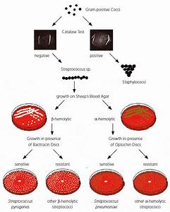 Bacitracin Test Principle Procedure Expected Results And Quality