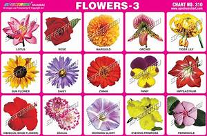 Flowers Chart ट च ग च र ट श क षण च र ट In Sewri West Mumbai
