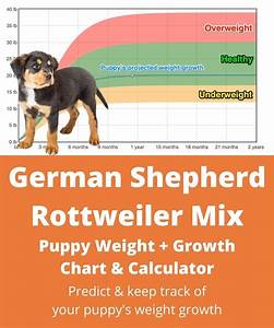 German Shepherd Rottweiler Mix Weight Growth Chart 2024 How Heavy