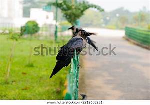 528 Crow Seated 이미지 스톡 사진 및 벡터 Shutterstock