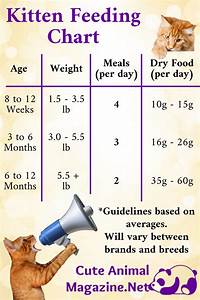 Cat Feeding Chart Cat Feeding Schedule Feeding Kittens Kitten Food